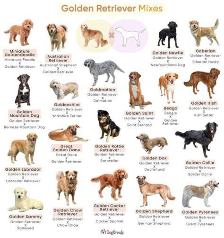 10 Golden Retriever Mixes You Need to See to Believe Daily Paws
