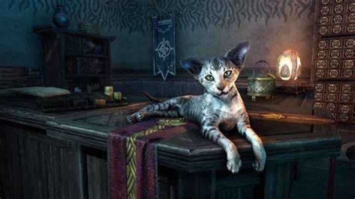 1178212 cat, The Elder Scrolls V Skyrim, mythology, sorcerer, darkness