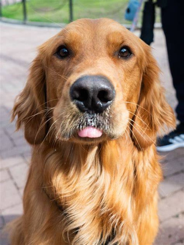 23+ Golden Retriever Crossed With Wiener Dog l2sanpiero