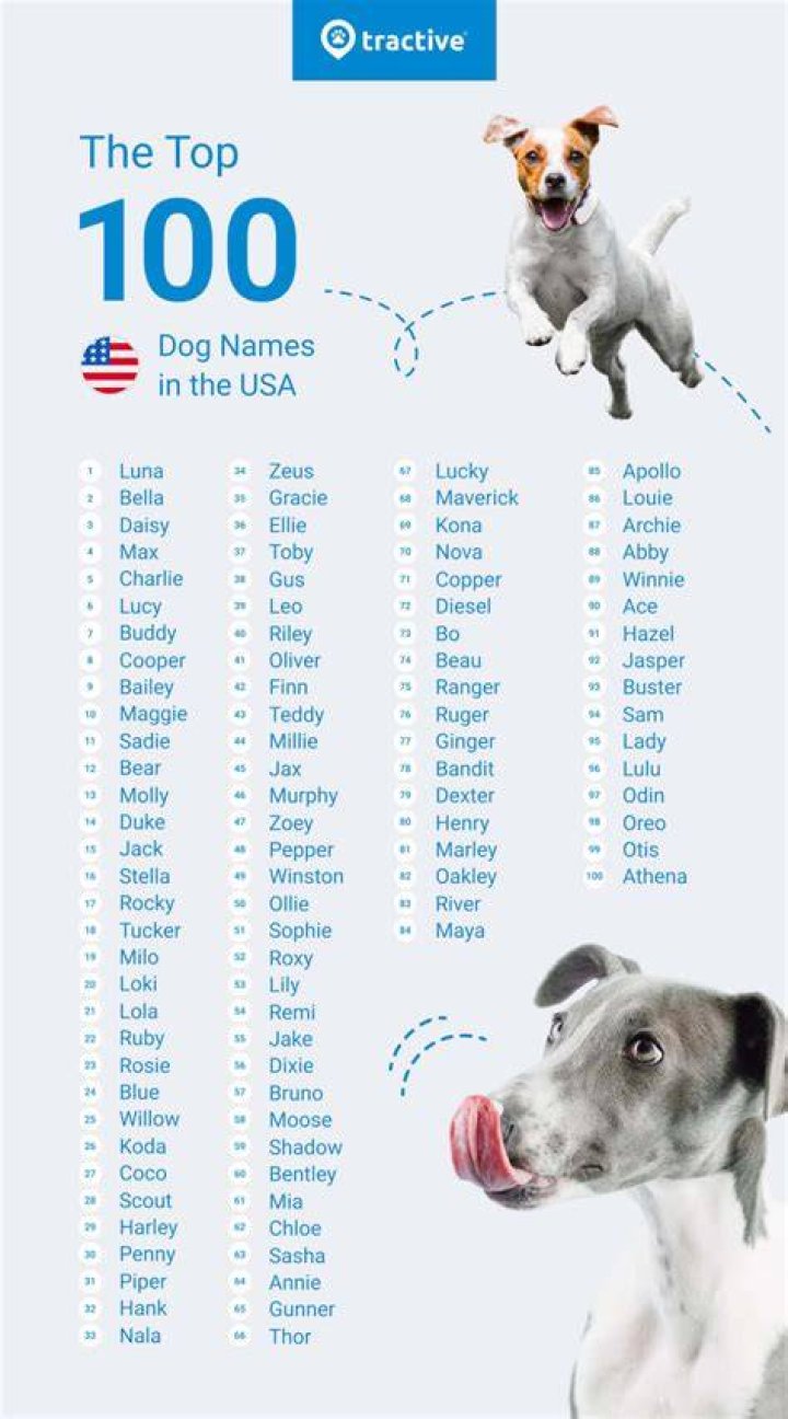 250+ Great Names for Pet Snakes