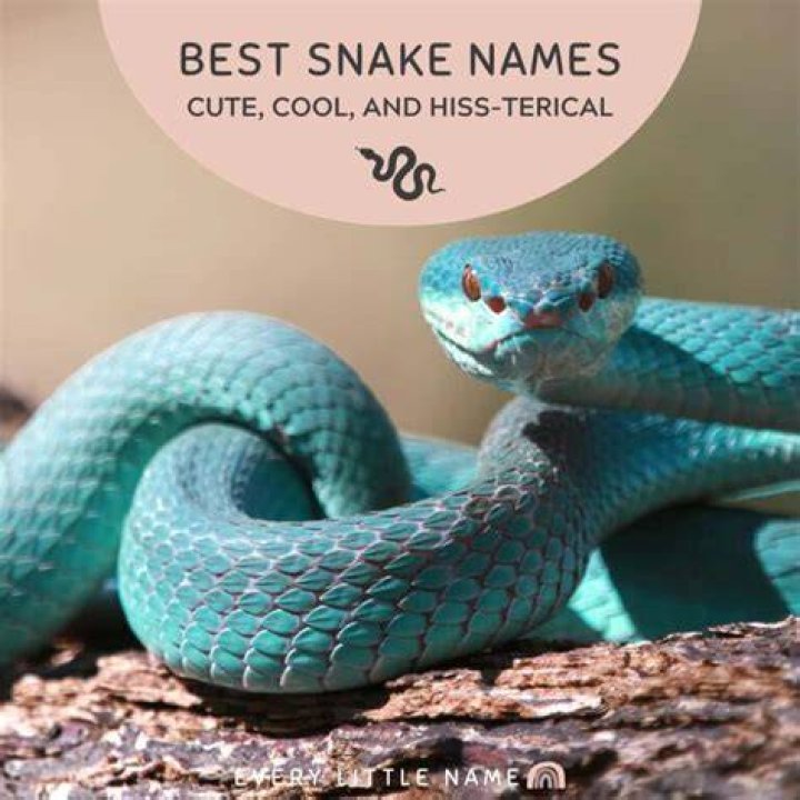 300+ Best Snake Names (Cute, Cool, and Hissterical) Every Little Name