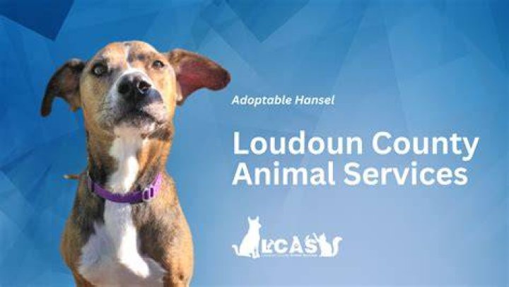 Animal Services Careers Snohomish County, WA Official Website