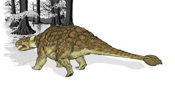 Ankylosaurus Store norske leksikon