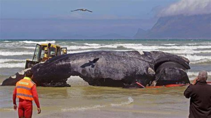 Blue Whale Bitten In Half 2021 How did the whale land on the beach