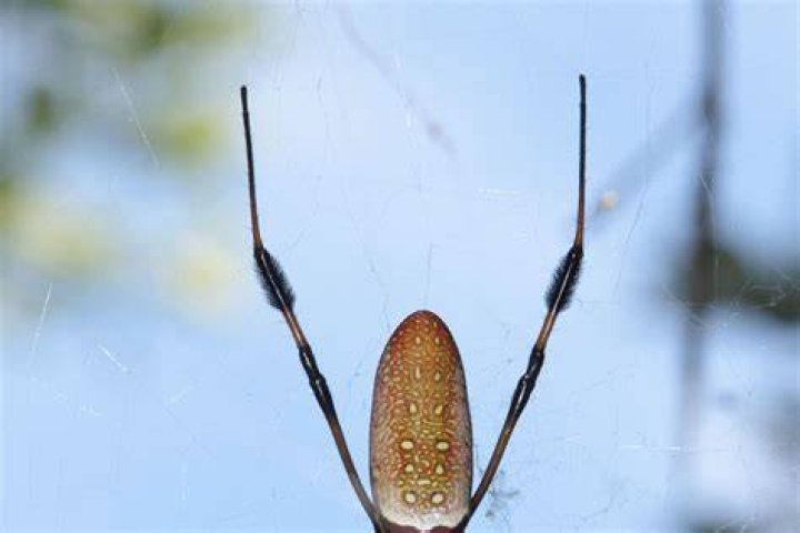 Can Spiders Count? WIRED