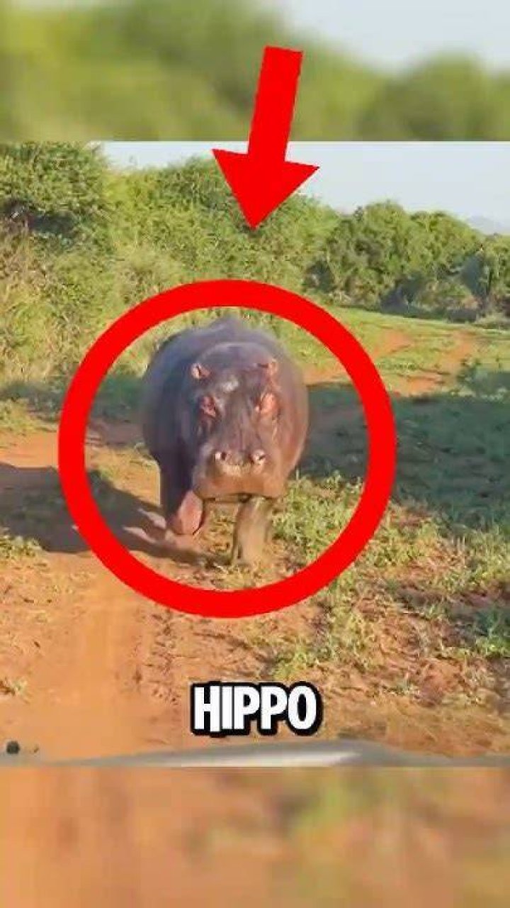 Can You Outrun A Hippo? Mastery Wiki
