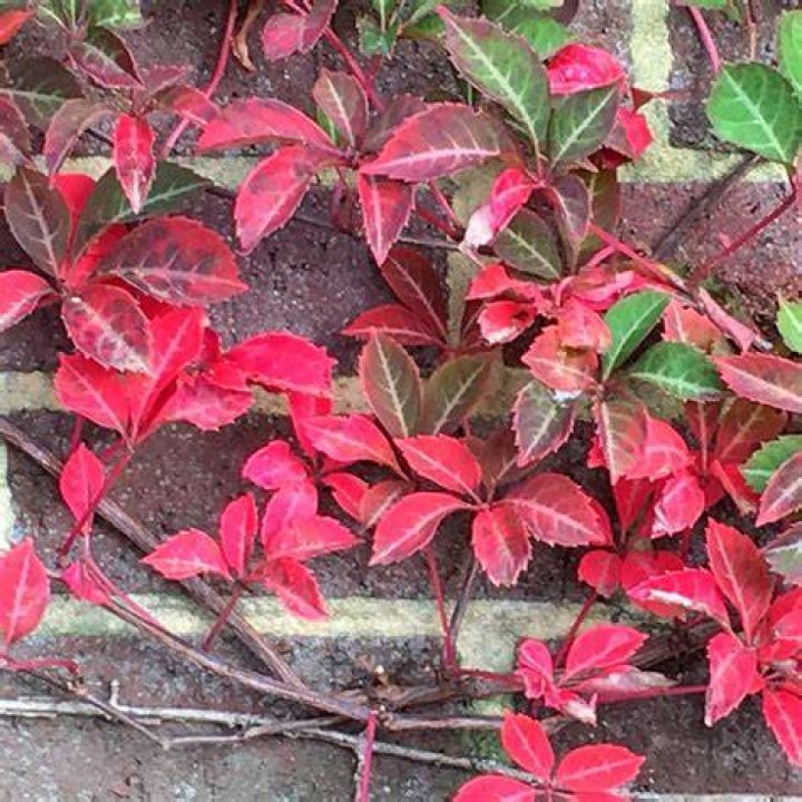 Chinese Virginia Creeper Parthenocissus henryana Roots Plants