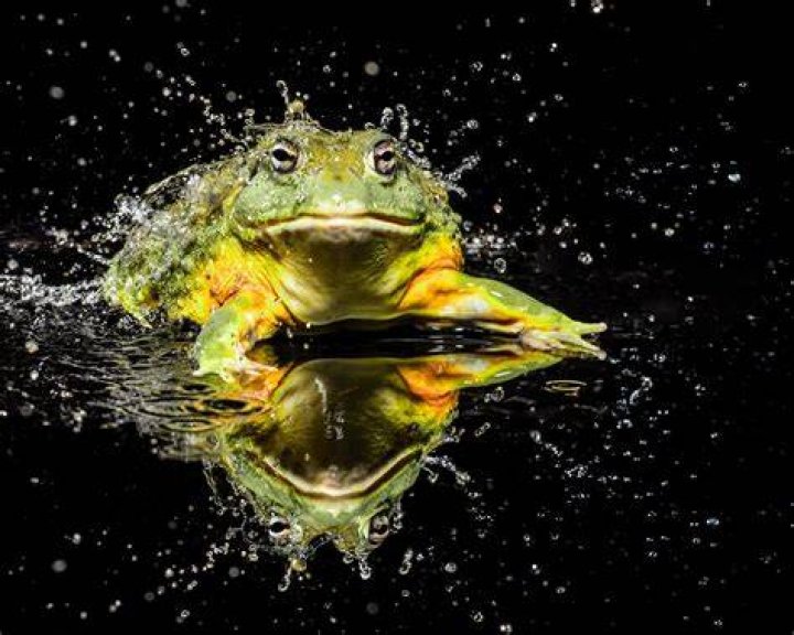 Discover The Extraordinary World Of Wildlife With Kewan Platt