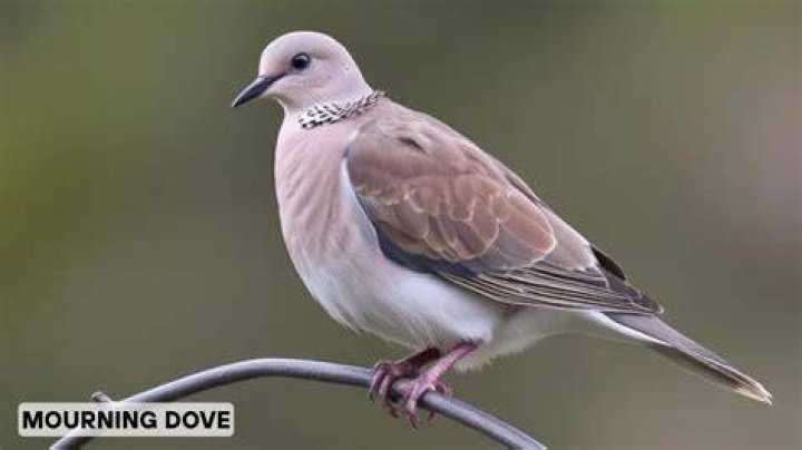 Dove A Household Name with a Humble Beginning