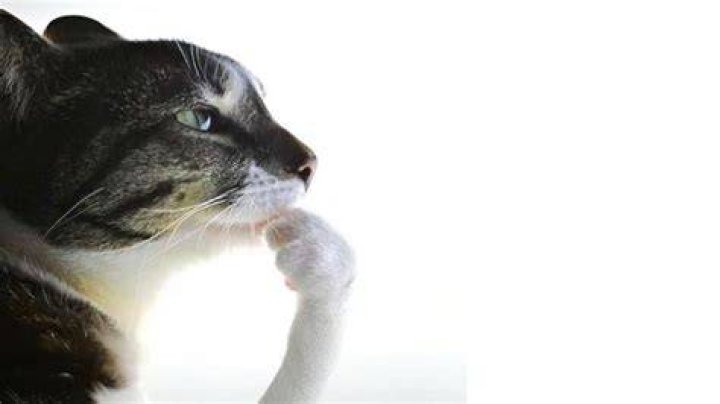 Download Funny Memes Thinking Cat Loading Icon Pictures