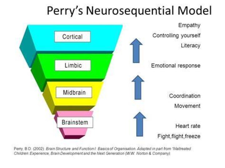 &equiv; Who Is Perry? Brain Berries