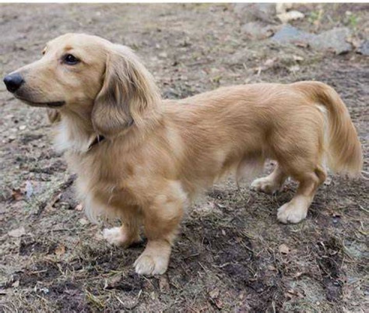 Golden Retriever Weiner Dog Mix For Sale PETSIDI