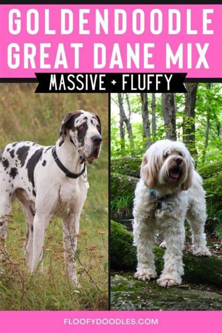 Great Dane Goldendoodle Mix From Giant to Fluffy