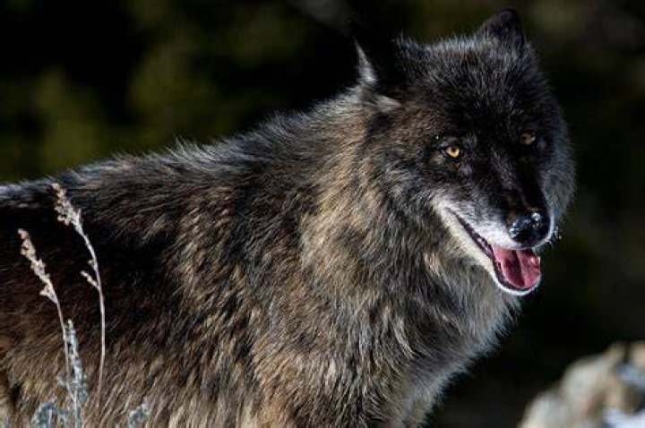 Grey Wolf in black and white Stock Photo Alamy