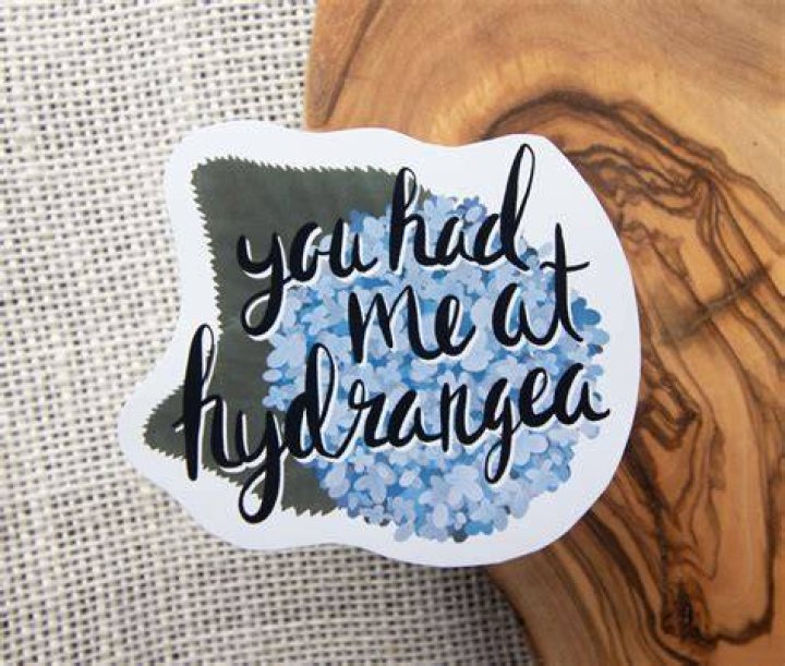 Hydrangea Pun Sticker Hydrangea Flower Sticker Flower Etsy