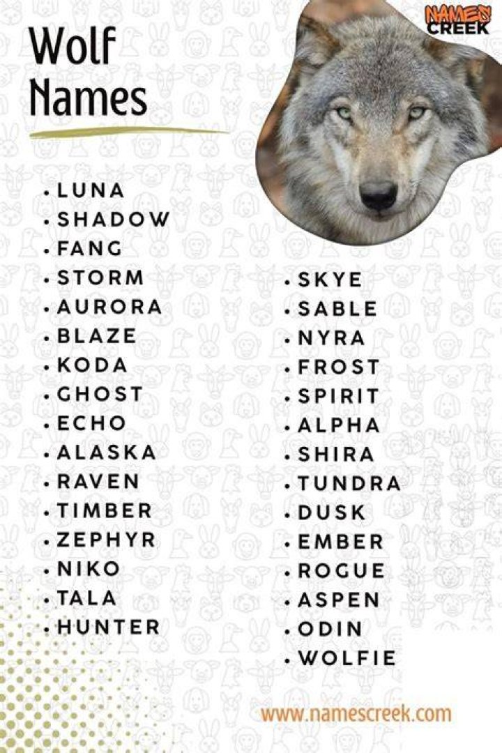 List of Names for Wolf Naming Ideas GrammarVocab