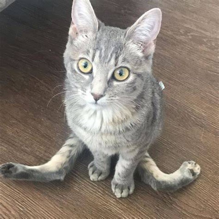 Meet Stunning Kitten With Spinal Malformations Who Found A Forever Home