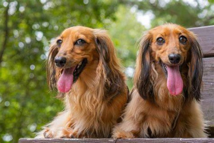 my boy Sausage dog, Golden retriever, Dogs