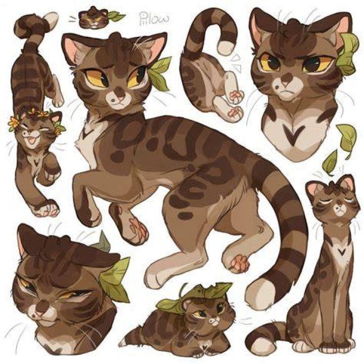 Pin on Warrior cats
