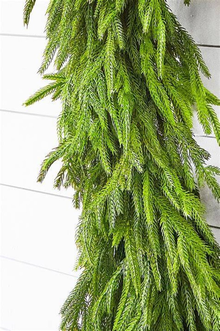 SALE Real Touch Norfolk Pine Garland 60" Pine garland, Norfolk