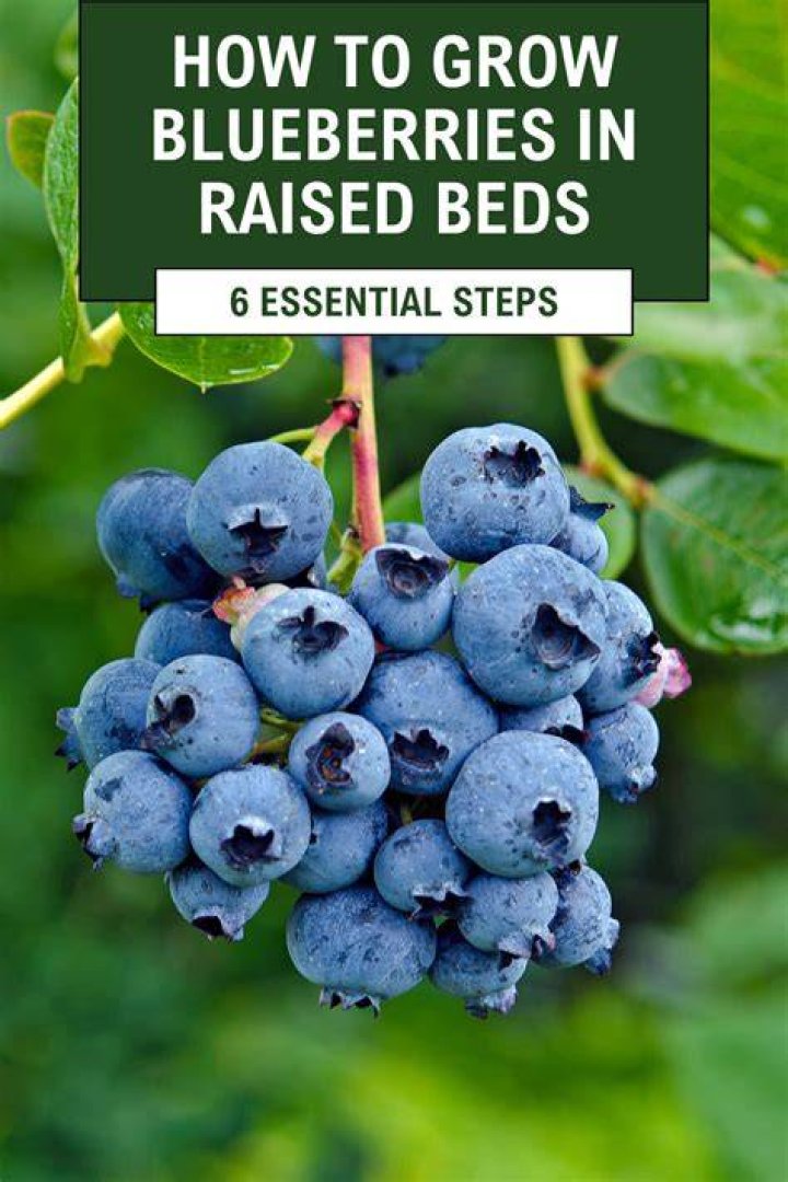 Top 15 what do blueberries look like on the inside in 2022 [2022] AZSAGE