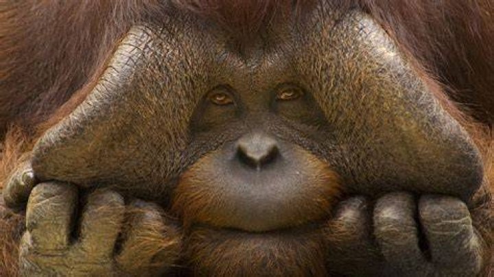 Ugly Monkey Wallpapers Wallpaper Cave