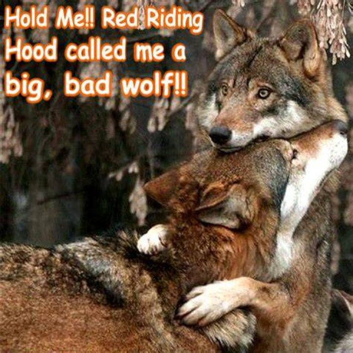 wolf funny Animal Humor Photo (20320610) Fanpop